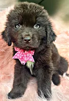 Homer, a male Newfoundland for sale in Pikeville, TN – 1 of 3