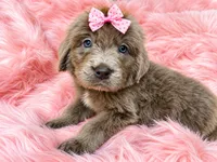 Lilly, a female Newfoundland for sale in Pikeville, TN – 2 of 2