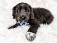 Theo, a male Newfoundland for sale in Pikeville, TN – 3 of 3