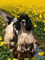 Jessie, a male Cocker Spaniel for sale in Pikeville, TN – 5 of 6