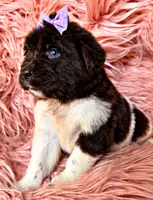 Lolli, a female Newfoundland for sale in Pikeville, TN – 3 of 5