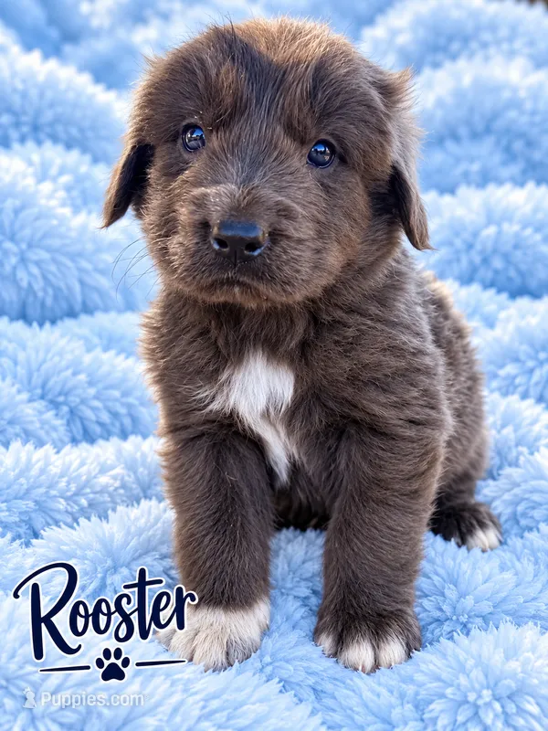 Rooster – Newfoundland puppy for sale in Pikeville, TN
