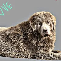 Grays!, a female Newfoundland for sale in Pikeville, TN – Photo 5 of 10