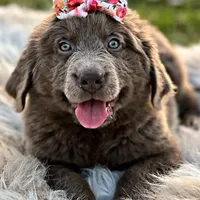 Grays!, a female Newfoundland for sale in Pikeville, TN – Photo 6 of 10