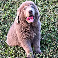 Grays!, a female Newfoundland for sale in Pikeville, TN – Photo 10 of 10