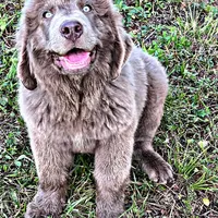 Grays!, a female Newfoundland for sale in Pikeville, TN – Photo 8 of 10
