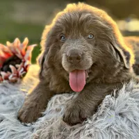 Grays!, a female Newfoundland for sale in Pikeville, TN – Photo 9 of 10