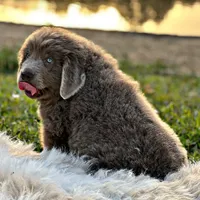 Grays!, a female Newfoundland for sale in Pikeville, TN – Photo 2 of 10