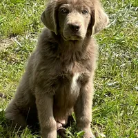 Grays!, a female Newfoundland for sale in Pikeville, TN – Photo 7 of 10