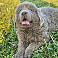 Grays!, a female Newfoundland for sale in Pikeville, TN – Photo 4 of 10