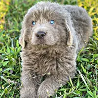 Grays!, a female Newfoundland for sale in Pikeville, TN – Photo 1 of 10
