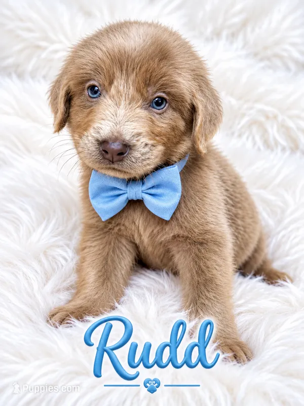 Rudd – Newfoundland puppy for sale in Pikeville, TN