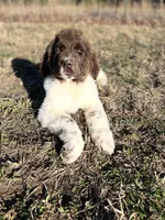Moses, a male Newfoundland for sale in Pikeville, TN – Photo 4 of 6