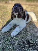 Moses, a male Newfoundland for sale in Pikeville, TN – Photo 3 of 6