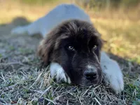 Moses, a male Newfoundland for sale in Pikeville, TN – Photo 2 of 6