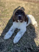 Moses, a male Newfoundland for sale in Pikeville, TN – Photo 6 of 6