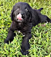 Dewy, a male Newfoundland for sale in Pikeville, TN – 3 of 3