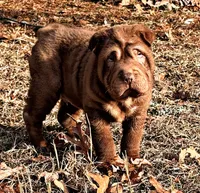 Moose, a male Chinese Shar-Pei for sale in Pikeville, TN – Photo 2 of 3