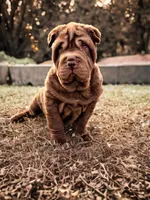 Moose, a male Chinese Shar-Pei for sale in Pikeville, TN – Photo 1 of 7