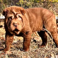 Moose, a male Chinese Shar-Pei for sale in Pikeville, TN – Photo 6 of 7