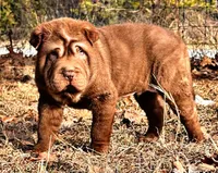 Moose, a male Chinese Shar-Pei for sale in Pikeville, TN – Photo 1 of 3