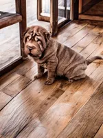 Moose, a male Chinese Shar-Pei for sale in Pikeville, TN – Photo 3 of 7