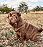 Moose, a male Chinese Shar-Pei for sale in Pikeville, TN – Photo 2 of 7