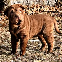 Moose, a male Chinese Shar-Pei for sale in Pikeville, TN – Photo 7 of 7