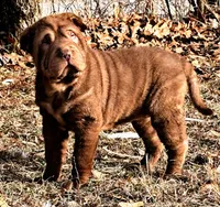 Moose, a male Chinese Shar-Pei for sale in Pikeville, TN – Photo 3 of 3