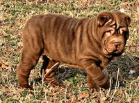 Moose, a male Chinese Shar-Pei for sale in Pikeville, TN – Photo 4 of 7