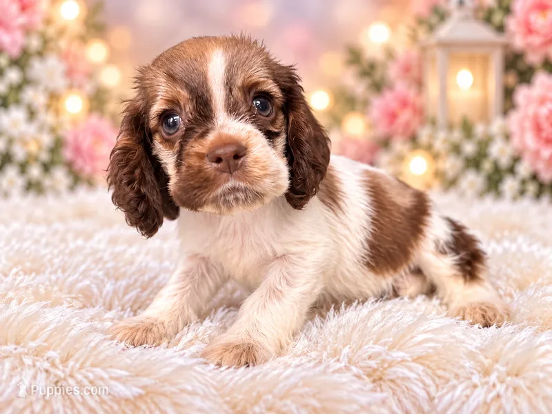 Jessie – Cocker Spaniel puppy for sale in Pikeville, TN