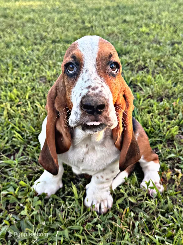 Jonesy – Basset Hound puppy for sale in Pikeville, TN
