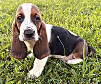 Jonesy, a male Basset Hound for sale in Pikeville, TN – 6 of 7