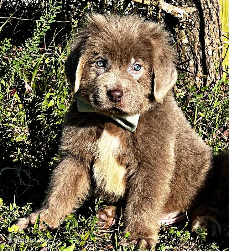 Moose, a male Newfoundland for sale in Pikeville, TN – Photo 1 of 5