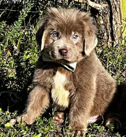 Moose, a male Newfoundland for sale in Pikeville, TN – Photo 1 of 5
