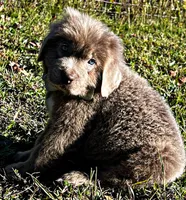 Moose, a male Newfoundland for sale in Pikeville, TN – Photo 2 of 5