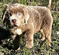 Moose, a male Newfoundland for sale in Pikeville, TN – Photo 3 of 5