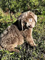 Moose, a male Newfoundland for sale in Pikeville, TN – Photo 5 of 5