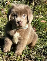 Moose, a male Newfoundland for sale in Pikeville, TN – Photo 4 of 5