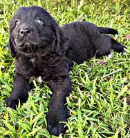 Dewy, a male Newfoundland for sale in Pikeville, TN – 1 of 3