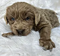 Ransom, a male Newfoundland for sale in Pikeville, TN – Photo 5 of 5