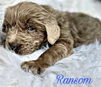 Ransom, a male Newfoundland for sale in Pikeville, TN – Photo 4 of 5