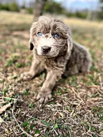 Ransom, a male Newfoundland for sale in Pikeville, TN – Photo 2 of 5