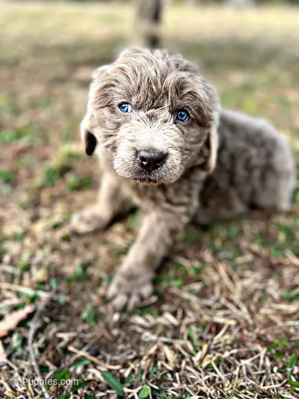 Ransom, a male Newfoundland for sale in Pikeville, TN – Photo 1 of 5