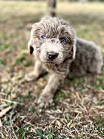 Ransom, a male Newfoundland for sale in Pikeville, TN – Photo 1 of 5