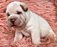Zebb, a male Chinese Shar-Pei for sale in Pikeville, TN – 2 of 4