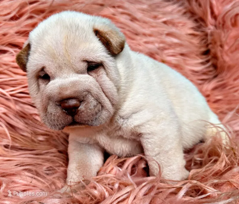 Zebb – Chinese Shar-Pei puppy for sale in Pikeville, TN