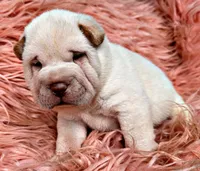 Zebb, a male Chinese Shar-Pei for sale in Pikeville, TN – 1 of 4