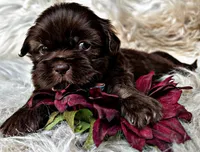 Brody, a male Shih Tzu for sale in Pikeville, TN – Photo 2 of 3