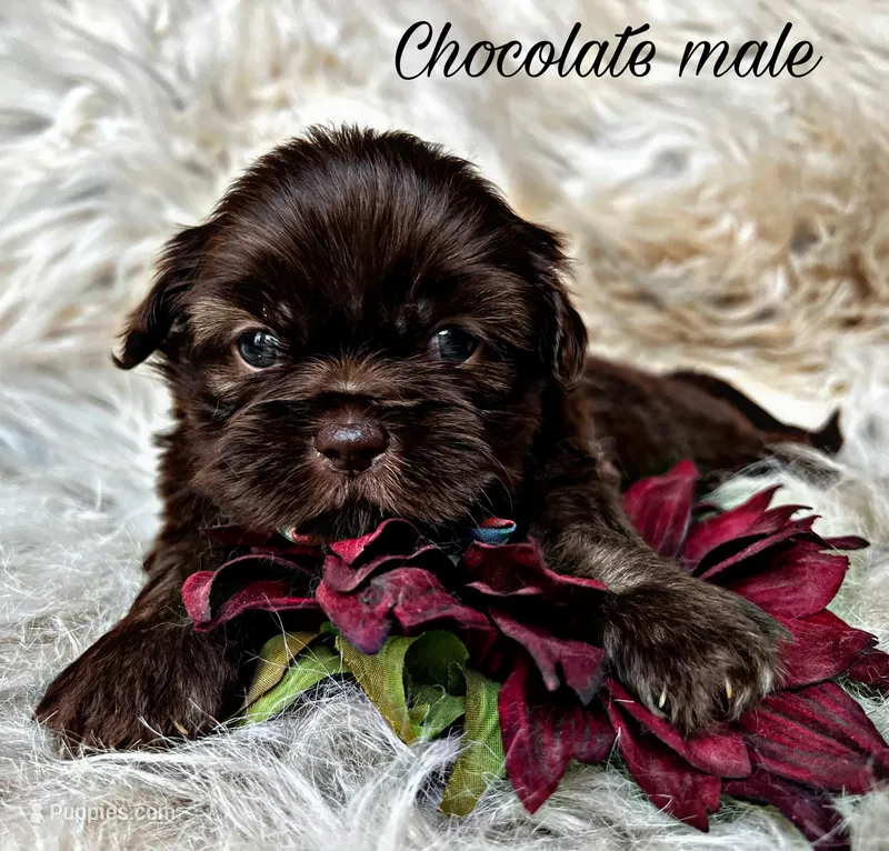 Brody, a male Shih Tzu for sale in Pikeville, TN – Photo 1 of 3